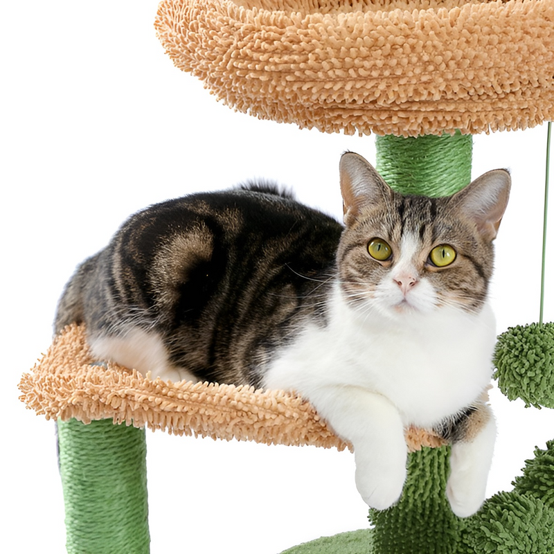 Cactus Cat Scratcher | Cat Scratcher Australia | Aussie Valley